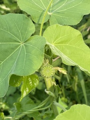Abutilon theophrasti