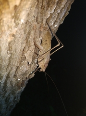 Mecopoda niponensis