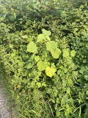 Abutilon theophrasti