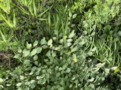 Prunus triloba