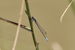 Pseudagrion gamblesi
