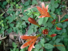 Lycoris sanguinea