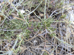 Eriogonum wrightii membranaceum
