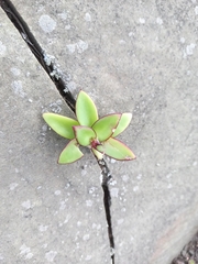 Orostachys maximowiczii