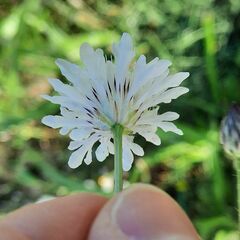 Scabiosa