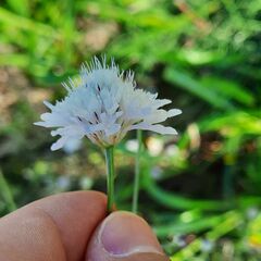 Scabiosa