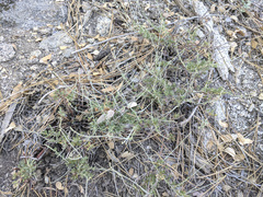 Eriogonum wrightii membranaceum