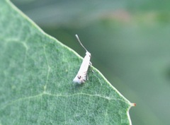 Leucoptera sinuella