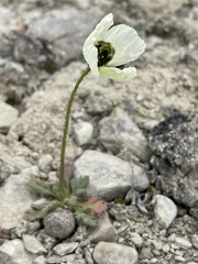 Papaver radicatum