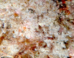 Amathia verticillata