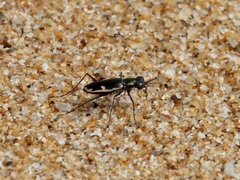 Hypaetha biramosa