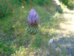 Cirsium tymphaeum