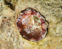 Microcosmus squamiger