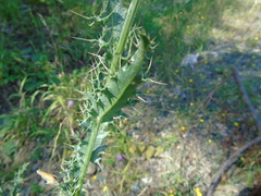 Cirsium tymphaeum