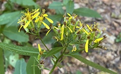 Senecio ovatus alpestris