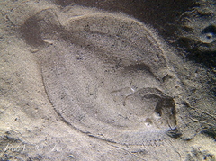 Scophthalmus rhombus