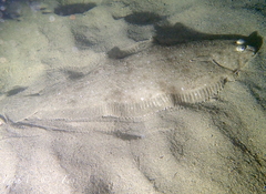 Solea senegalensis