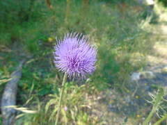 Cirsium tymphaeum