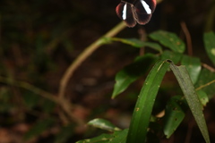 Paralaxita orphna