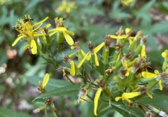 Senecio ovatus alpestris