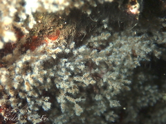 Amathia verticillata