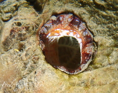 Microcosmus squamiger