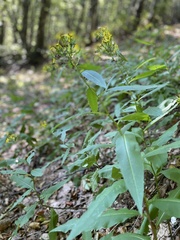 Senecio ovatus alpestris