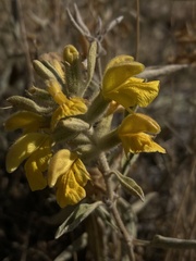 Phlomis armeniaca