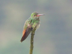 Amazilia tzacatl