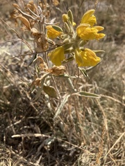 Phlomis armeniaca