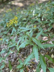 Senecio ovatus alpestris