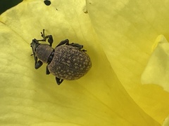 Otiorhynchus armadillo