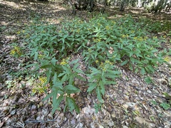 Senecio ovatus alpestris