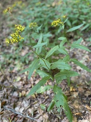 Senecio ovatus alpestris