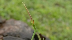 Schizocephala bicornis