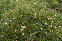 Calliscirpus criniger