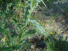 Cirsium tymphaeum