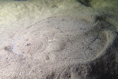 Scophthalmus rhombus