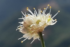 Allium horvatii