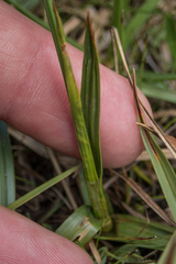 Calliscirpus criniger