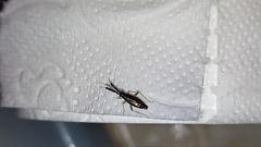 Heterotoma planicornis