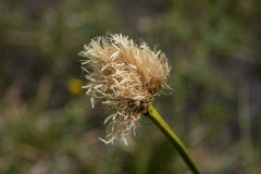 Calliscirpus criniger