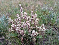 Castilleja arctica