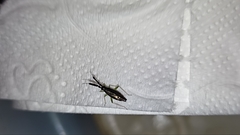 Heterotoma planicornis