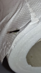 Heterotoma planicornis