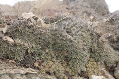 Deuterocohnia