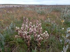Castilleja arctica