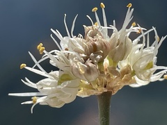 Allium horvatii
