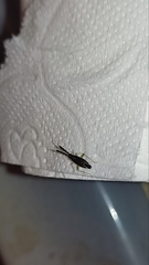 Heterotoma planicornis