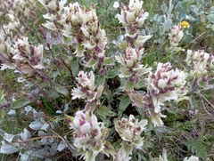 Castilleja arctica